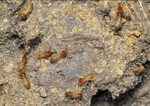 Anti Rayap Bali: Solusi Efektif Lindungi Properti dari Serangan Rayap