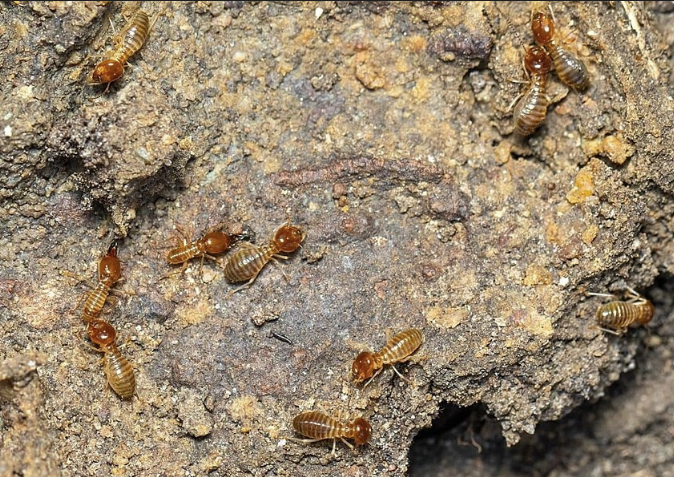 Anti Rayap Bali: Solusi Efektif Lindungi Properti dari Serangan Rayap